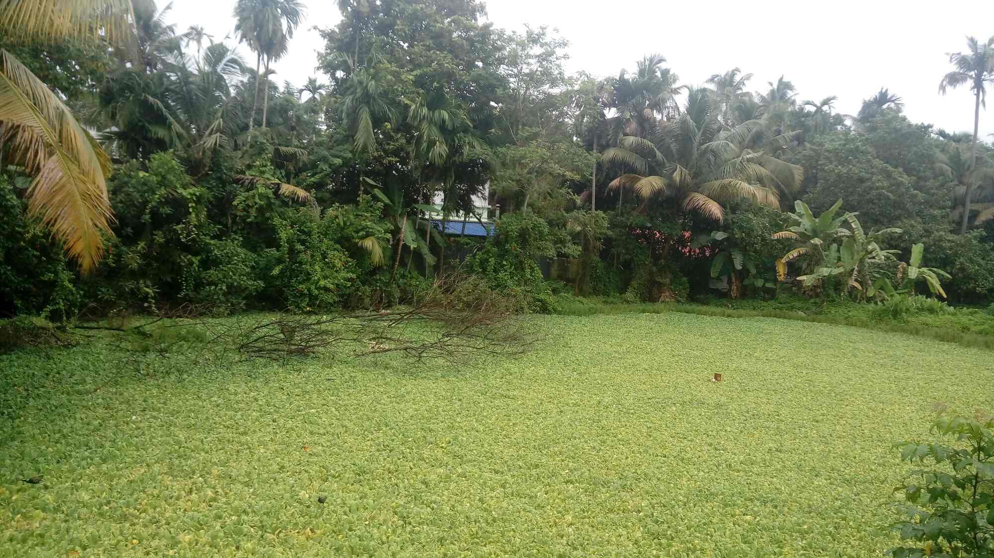tamara lake view villa by gspace hotels kumbalam ernakulam ernakulam guest house 5hpjyeoq4w